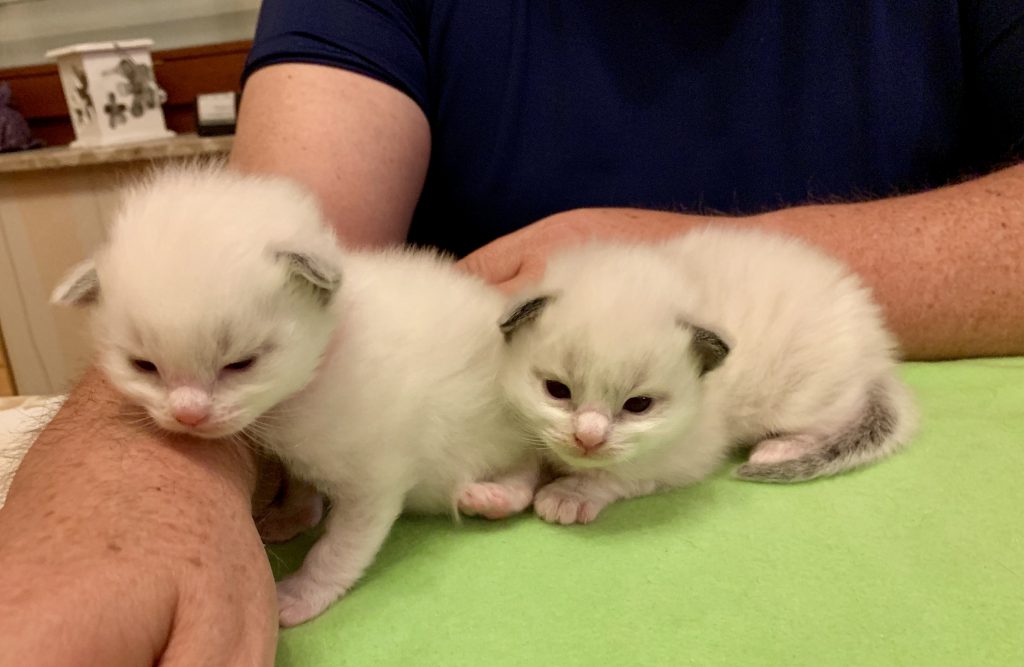 aarons ragdolls